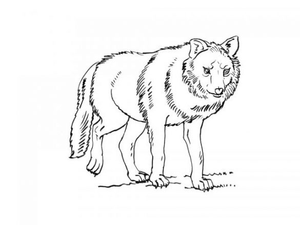 Wilk kolorowanki